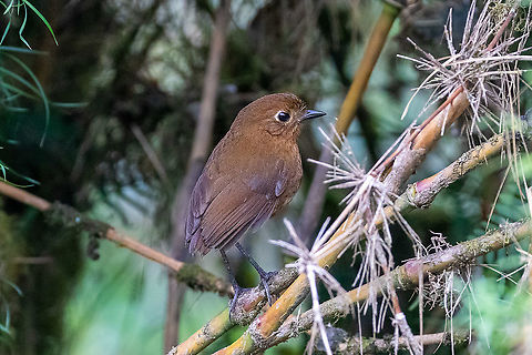 Junín Antpitta