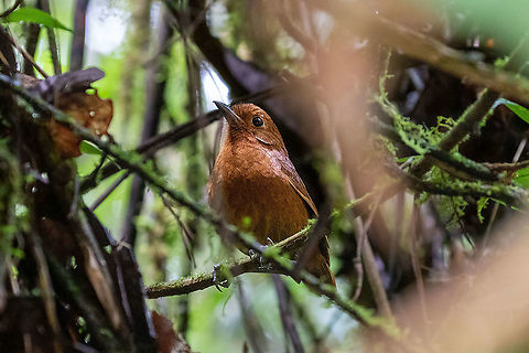 Oxapampa Antpitta (Grallaria centralis) Satipo Road, Calabaza, Jun&iacute;n, Peru. Nov 30, 2020 Geotagged,Grallaria centralis,Oxapampa Antpitta,Peru,Spring