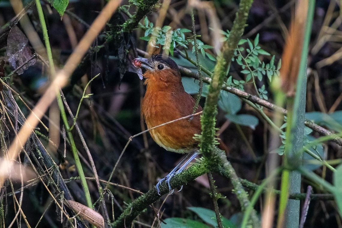 Bay antpitta (Grallaria capitalis) Satipo Road, Calabaza, Jun&iacute;n, Peru. Nov 27, 2020 Bay antpitta,Geotagged,Grallaria capitalis,Peru,Spring