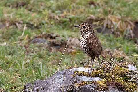 Stripe-headed antpitta