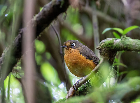 Leymebamba Antpitta
