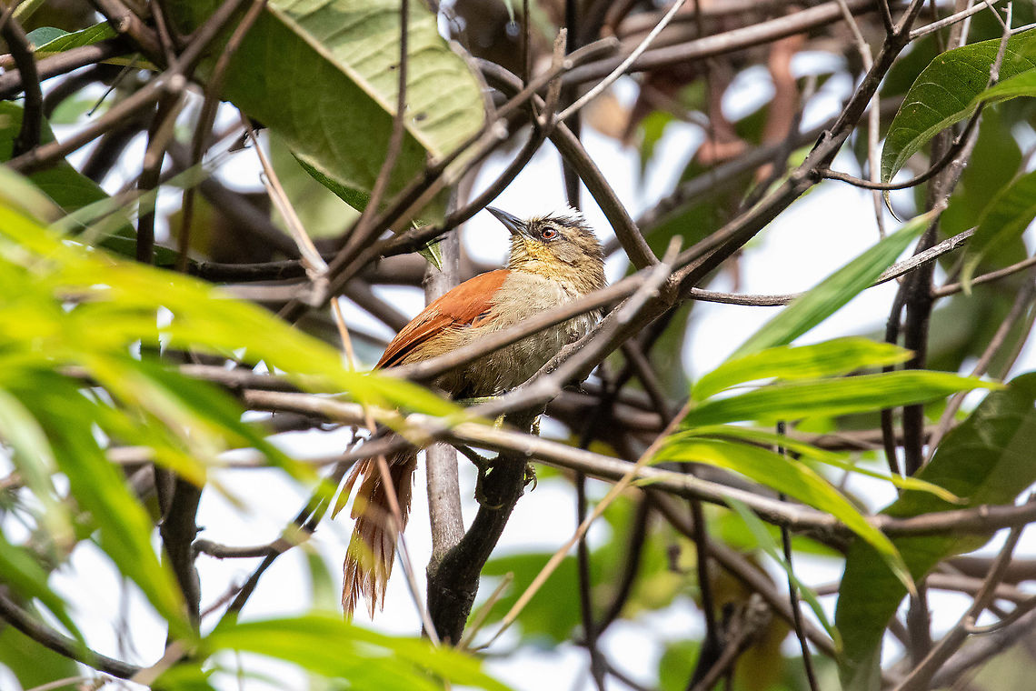 Marcapata spinetail (Cranioleuca marcapatae) Satipo Road, Above Apaya, Jun&iacute;n, Peru. 2 Dec 2020 Cranioleuca marcapatae,Geotagged,Marcapata spinetail,Peru,Spring