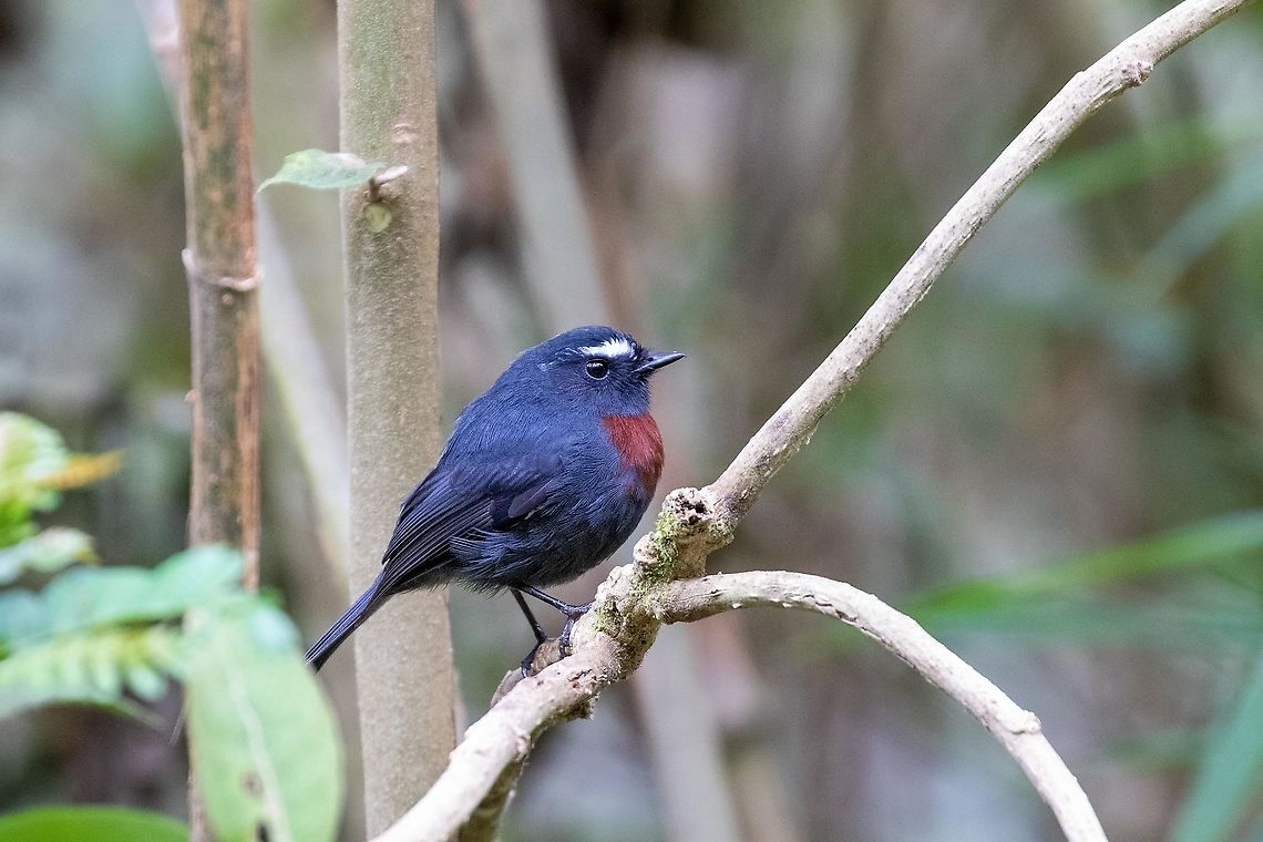 Maroon-belted chat-tyrant (Ochthoeca thoracica) Satipo Road, above Apalla, Jun&iacute;n, Peru. 2 Dec 2020 Geotagged,Maroon-belted chat-tyrant,Ochthoeca thoracica,Peru,Spring
