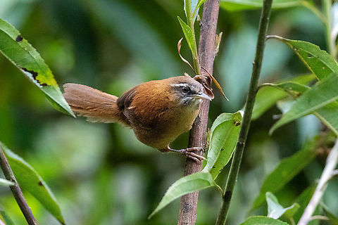 Plain-tailed wren