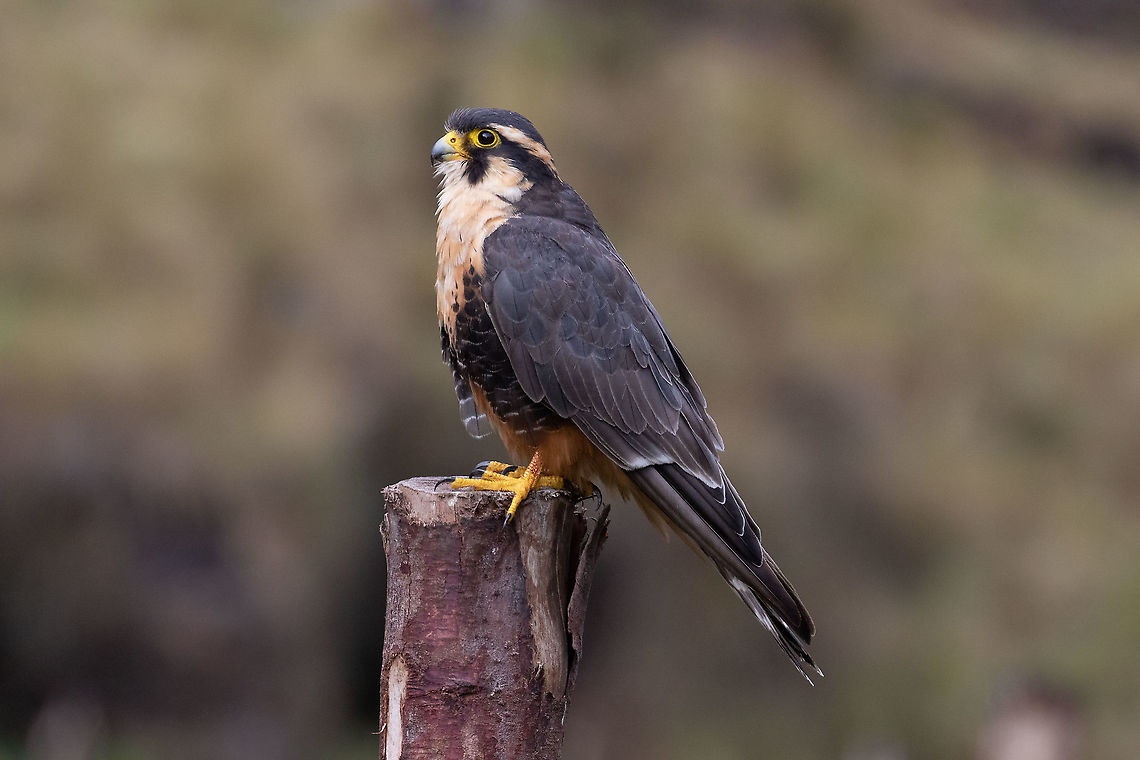 Aplomado falcon (Falco femoralis) Satipo Road, Toldopampa, Jun&iacute;n, Peru. Dec 1, 2020 Aplomado falcon,Falco femoralis,Geotagged,Peru,Spring