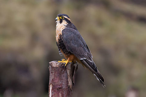 Aplomado falcon