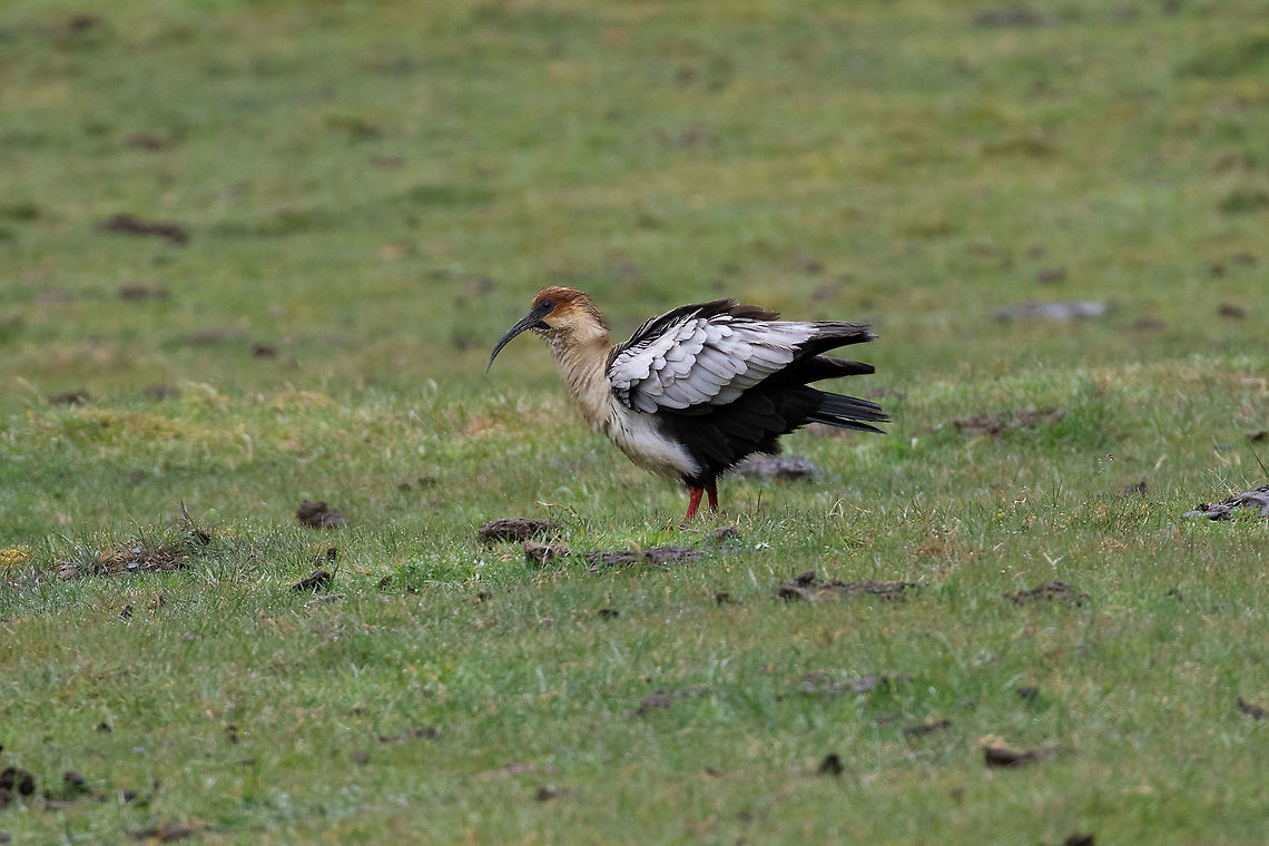 Andean ibis (Theristicus branickii) Satipo Road, Toldopampa, Jun&iacute;n, Peru. Dec 1, 2020 Andean ibis,Geotagged,Peru,Spring,Theristicus branickii