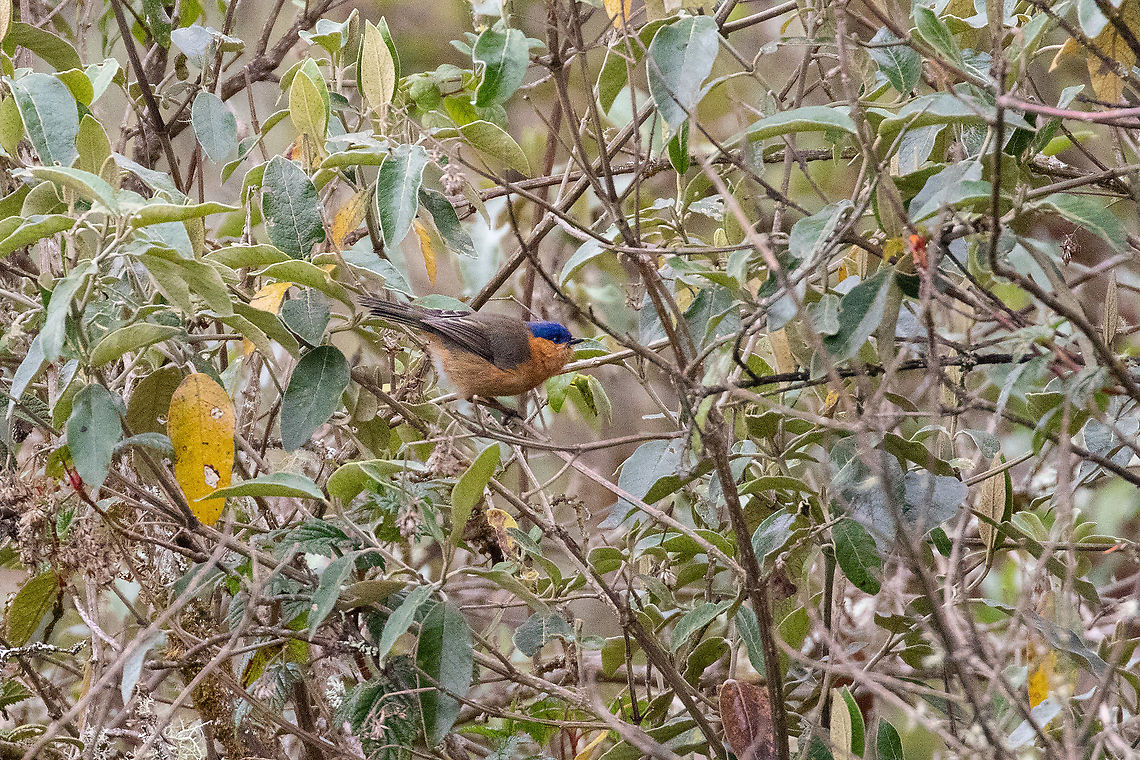 Tit-like dacnis (Xenodacnis parina) Camino a Pui Pui, Jun&iacute;n, Peru. Dec 1, 2020 Geotagged,Peru,Spring,Tit-like dacnis,Xenodacnis parina
