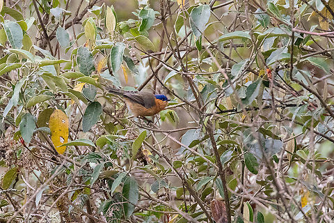 Tit-like dacnis (Xenodacnis parina) Camino a Pui Pui, Jun&iacute;n, Peru. Dec 1, 2020 Geotagged,Peru,Spring,Tit-like dacnis,Xenodacnis parina