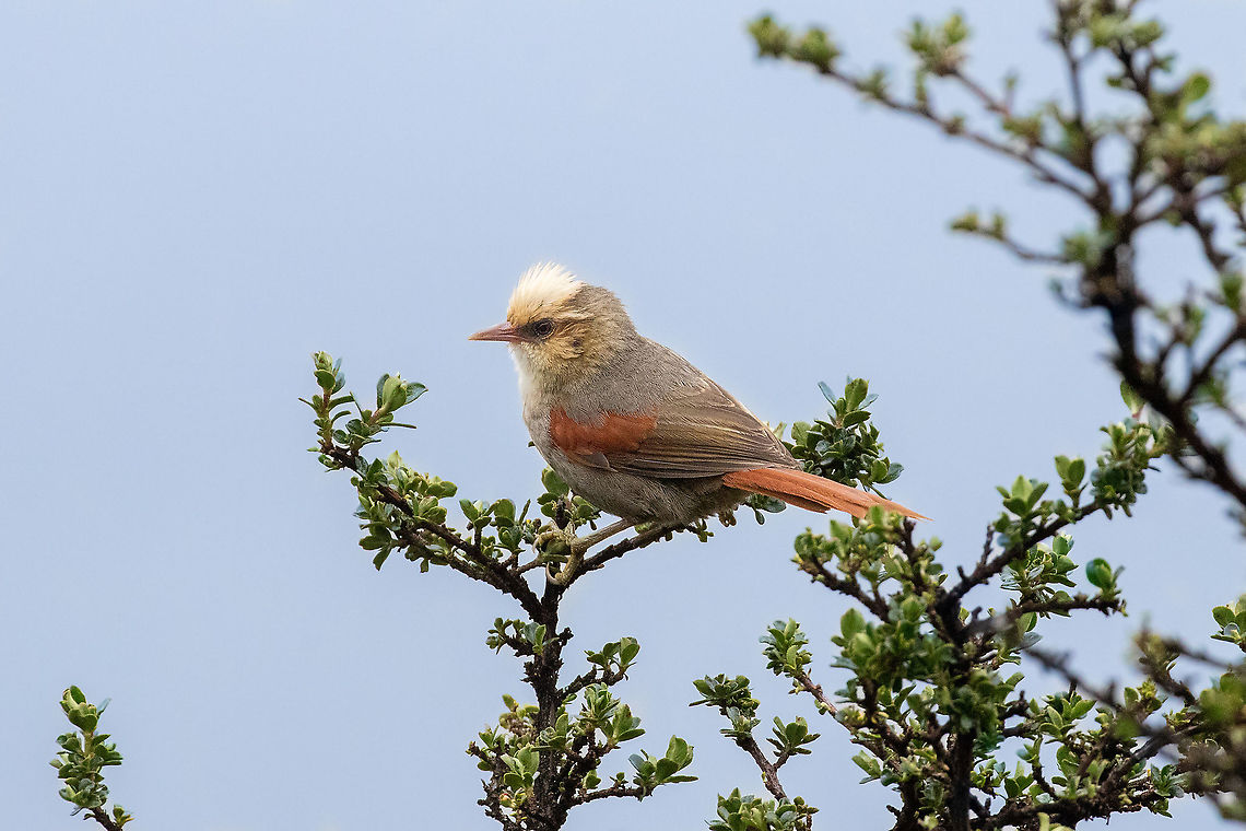 Creamy-crested spinetail (Cranioleuca albicapilla) Camino a Pui Pui, Jun&iacute;n, Peru. Dec 1, 2020 Cranioleuca albicapilla,Creamy-crested spinetail,Geotagged,Peru,Spring