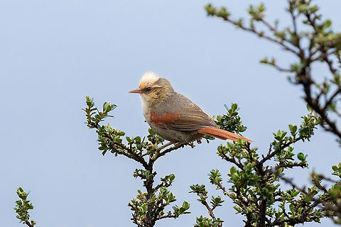 Creamy-crested spinetail (Cranioleuca albicapilla) Camino a Pui Pui, Jun&iacute;n, Peru. Dec 1, 2020 Cranioleuca albicapilla,Creamy-crested spinetail,Geotagged,Peru,Spring