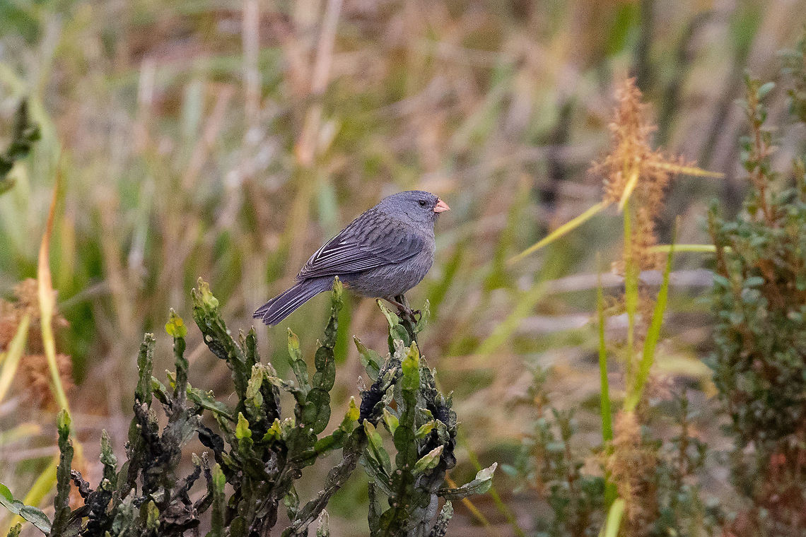 Plain-colored seedeater (Catamenia inornata) Camino a Pui Pui, Jun&iacute;n, Peru. Dec 1, 2020 Catamenia inornata,Geotagged,Peru,Plain-colored seedeater,Spring