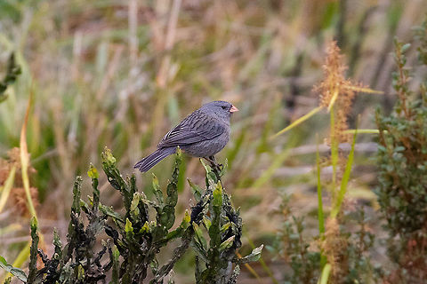 Plain-colored seedeater (Catamenia inornata) Camino a Pui Pui, Jun&iacute;n, Peru. Dec 1, 2020 Catamenia inornata,Geotagged,Peru,Plain-colored seedeater,Spring