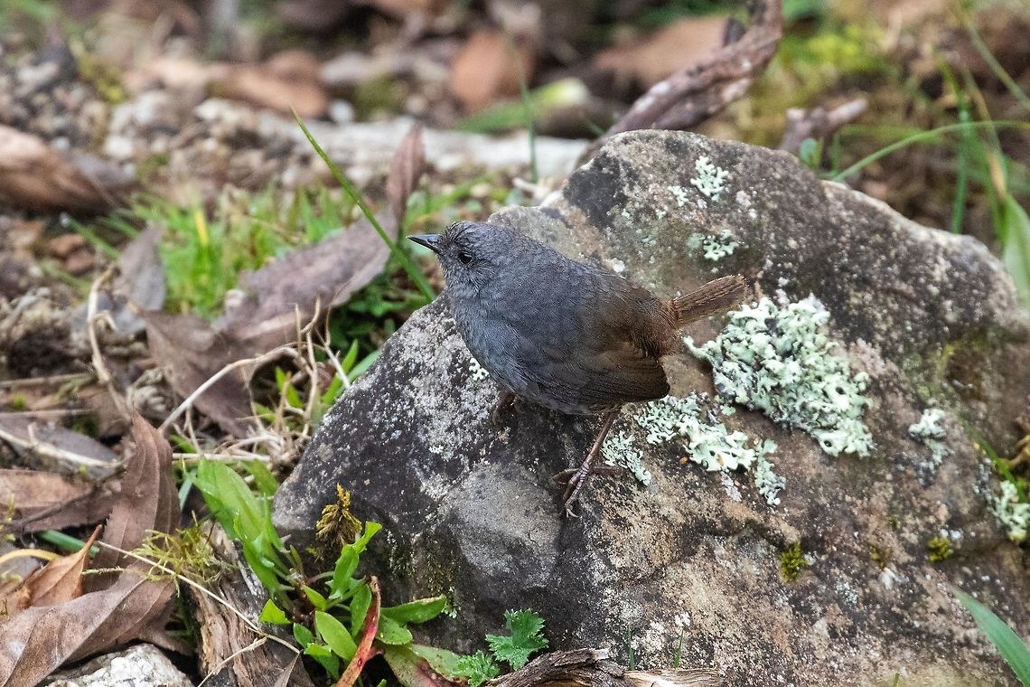 Jalca tapaculo (Scytalopus frankeae) Camino a Pui Pui, Jun&iacute;n, Peru. Dec 1, 2020 Geotagged,Jalca tapaculo,Peru,Scytalopus frankeae,Spring