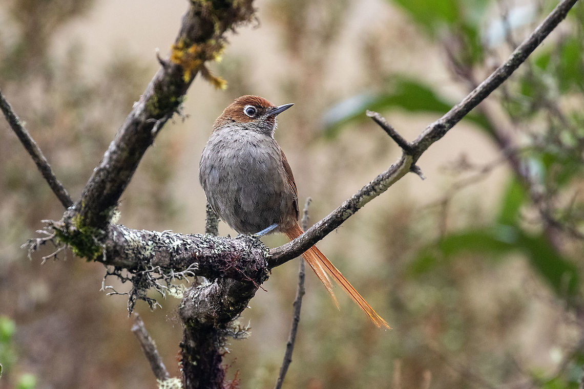 Eye-ringed thistletail (Asthenes palpebralis) Camino a Pui Pui, Jun&iacute;n, Peru. Dec 1, 2020 Asthenes palpebralis,Eye-ringed thistletail,Geotagged,Peru,Spring