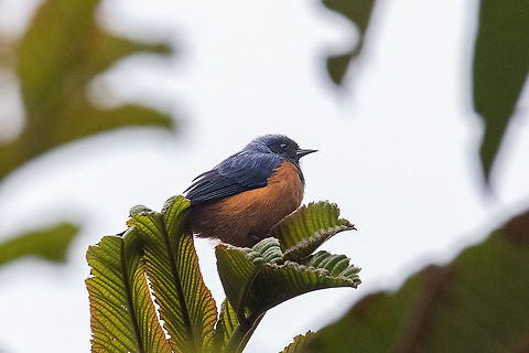Blue-backed conebill (Conirostrum sitticolor) Satipo Road, Puente Carrizales, Jun&iacute;n, Peru. Nov 30, 2020 Blue-backed conebill,Conirostrum sitticolor,Geotagged,Peru,Spring