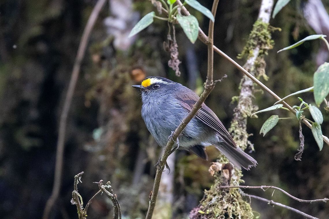 Crowned chat-tyrant (Silvicultrix frontalis) Satipo Road, Puente Carrizales, Jun&iacute;n, Peru. Nov 30, 2020<br />
 Crowned chat-tyrant,Geotagged,Peru,Silvicultrix frontalis,Spring
