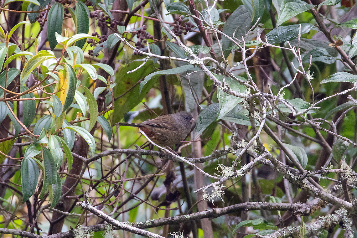 Paramo seedeater (Catamenia homochroa) Satipo Road, Puente Carrizales, Jun&iacute;n, Peru. Nov 30, 2020 Catamenia homochroa,Geotagged,Paramo seedeater,Peru,Spring