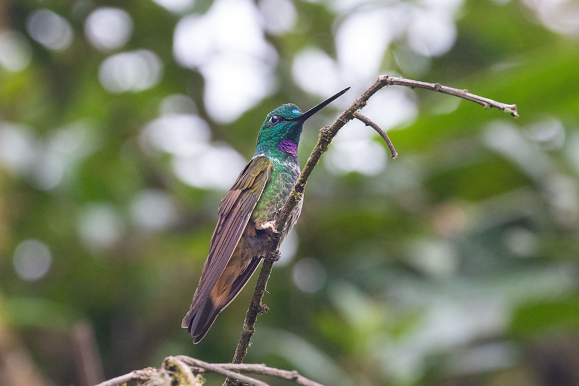 Violet-throated starfrontlet (Coeligena violifer) Satipo Road, Puente Carrizales, Jun&iacute;n, Peru. Nov 30, 2020 Coeligena violifer,Geotagged,Peru,Spring,Violet-throated starfrontlet