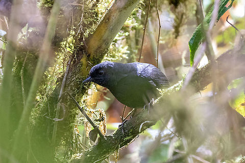 Large-footed tapaculo