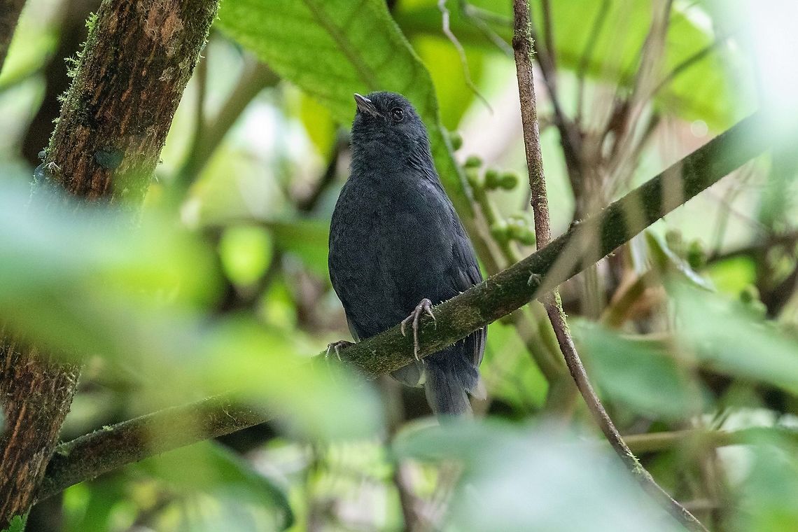 Junin tapaculo (Scytalopus gettyae) Satipo Road, Calabaza, Jun&iacute;n, Peru. Nov 30, 2020 Geotagged,Junin tapaculo,Peru,Scytalopus gettyae,Spring
