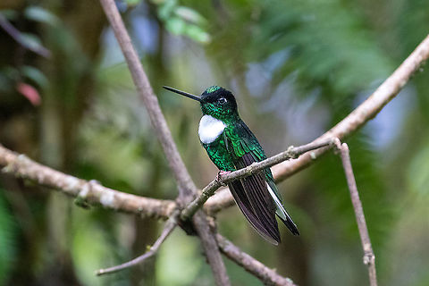 Collared inca (Coeligena torquata) Satipo Road, Jun&iacute;n, Peru. Nov 30, 2020 Coeligena torquata,Collared inca,Geotagged,Peru,Spring