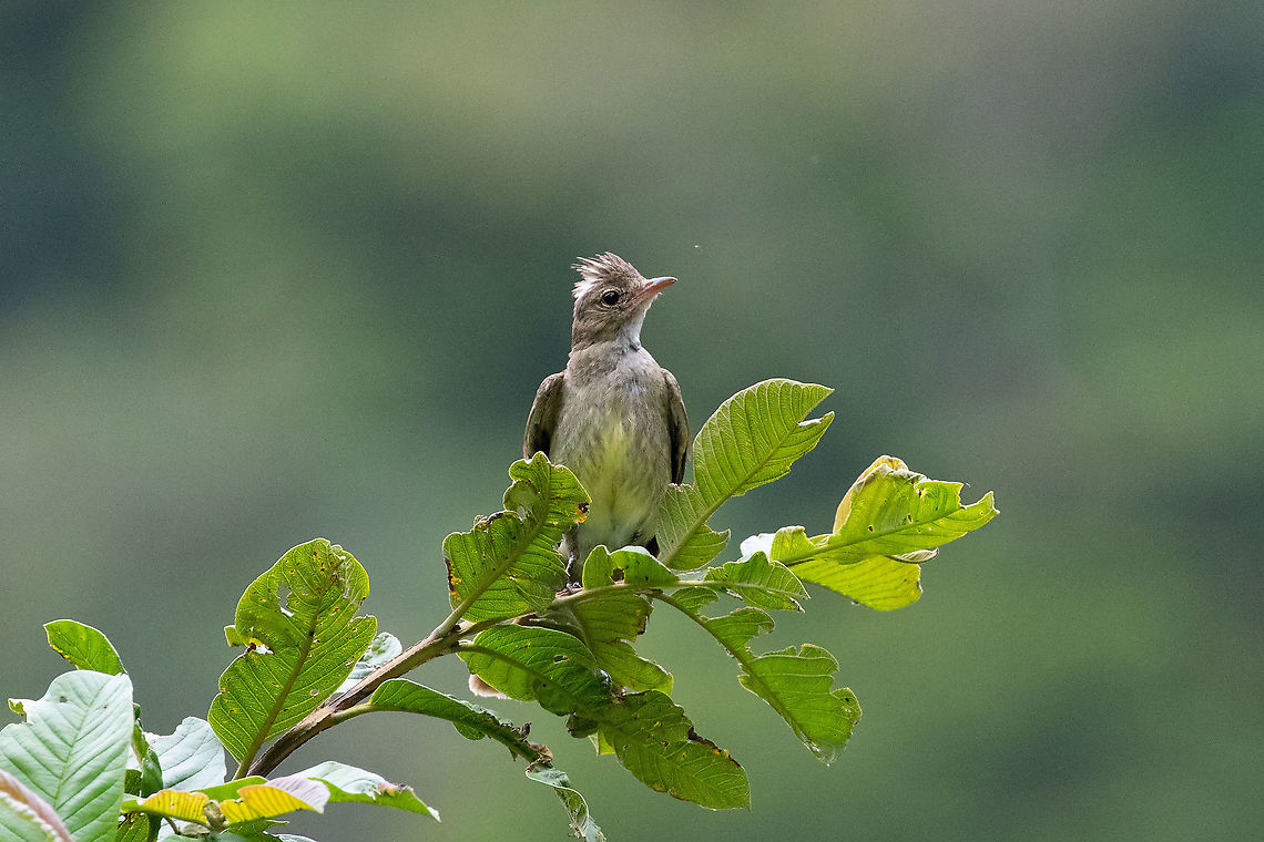 Mottle-backed elaenia (Elaenia gigas) Satipo Road, Jun&iacute;n, Peru. Nov 29, 2020 Elaenia gigas,Geotagged,Mottle-backed elaenia,Peru,Spring
