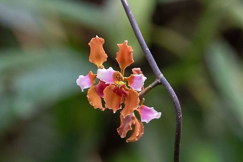 Cyrtochilum volubile