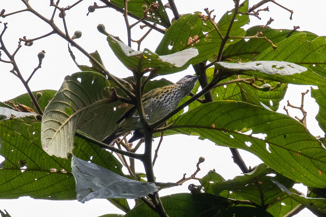 Spotted tanager (Ixothraupis punctata) Satipo Road, Jun&iacute;n, Peru. Nov 28, 2020 Geotagged,Ixothraupis punctata,Peru,Spotted tanager,Spring