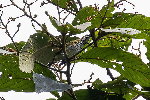 Spotted tanager (Ixothraupis punctata) Satipo Road, Jun&iacute;n, Peru. Nov 28, 2020 Geotagged,Ixothraupis punctata,Peru,Spotted tanager,Spring