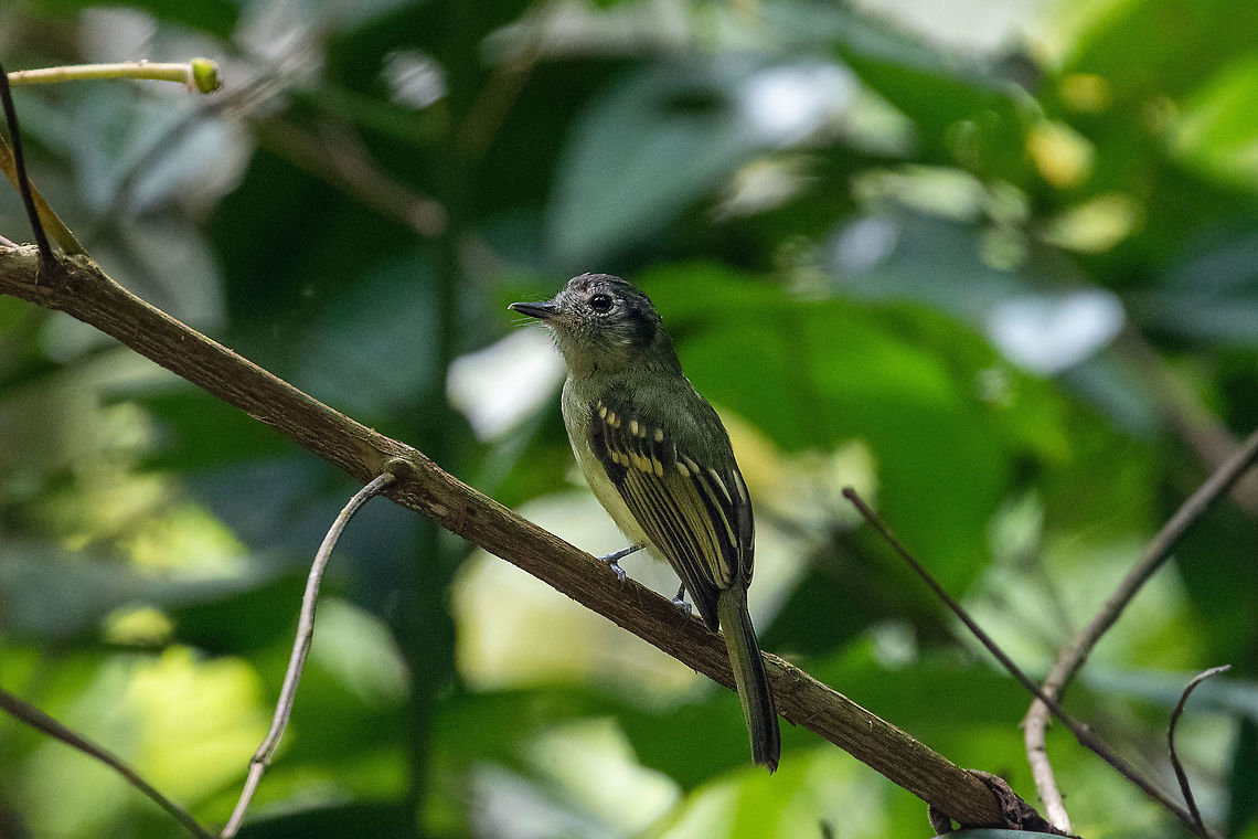 Marble-faced bristle tyrant (Phylloscartes ophthalmicus) Satipo Road, Jun&iacute;n, Peru. Nov 28, 2020 Geotagged,Marble-faced bristle tyrant,Peru,Pogonotriccus ophthalmicus,Spring