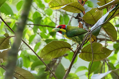 Versicolored barbet (Eubucco versicolor) male Satipo Road, Jun&iacute;n, Peru. Nov 28, 2020 Eubucco versicolor,Geotagged,Peru,Spring,Versicolored barbet