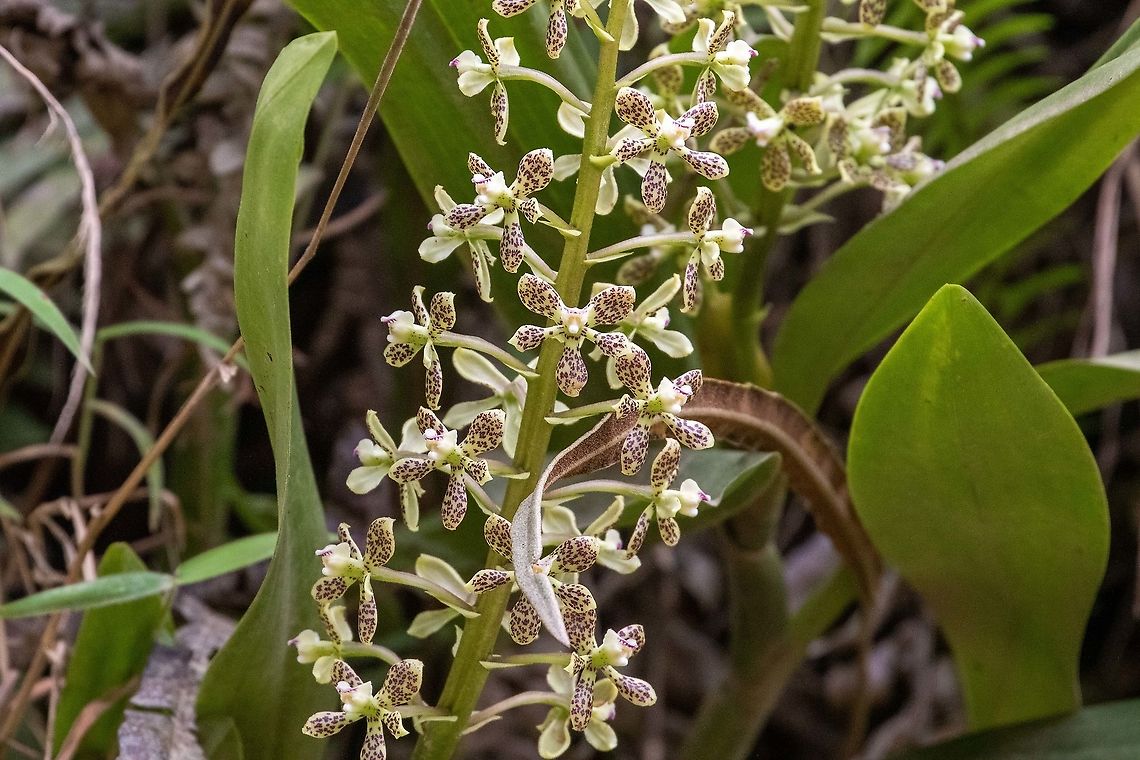 Prosthechea crassilabia (Orchidaceae) Satipo Road, Jun&iacute;n, Peru. Nov 28, 2020 Geotagged,Peru,Prosthechea crassilabia,Spring