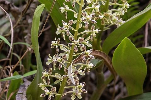 Prosthechea crassilabia (Orchidaceae) Satipo Road, Junín, Peru. Nov 28, 2020 Geotagged,Peru,Prosthechea crassilabia,Spring