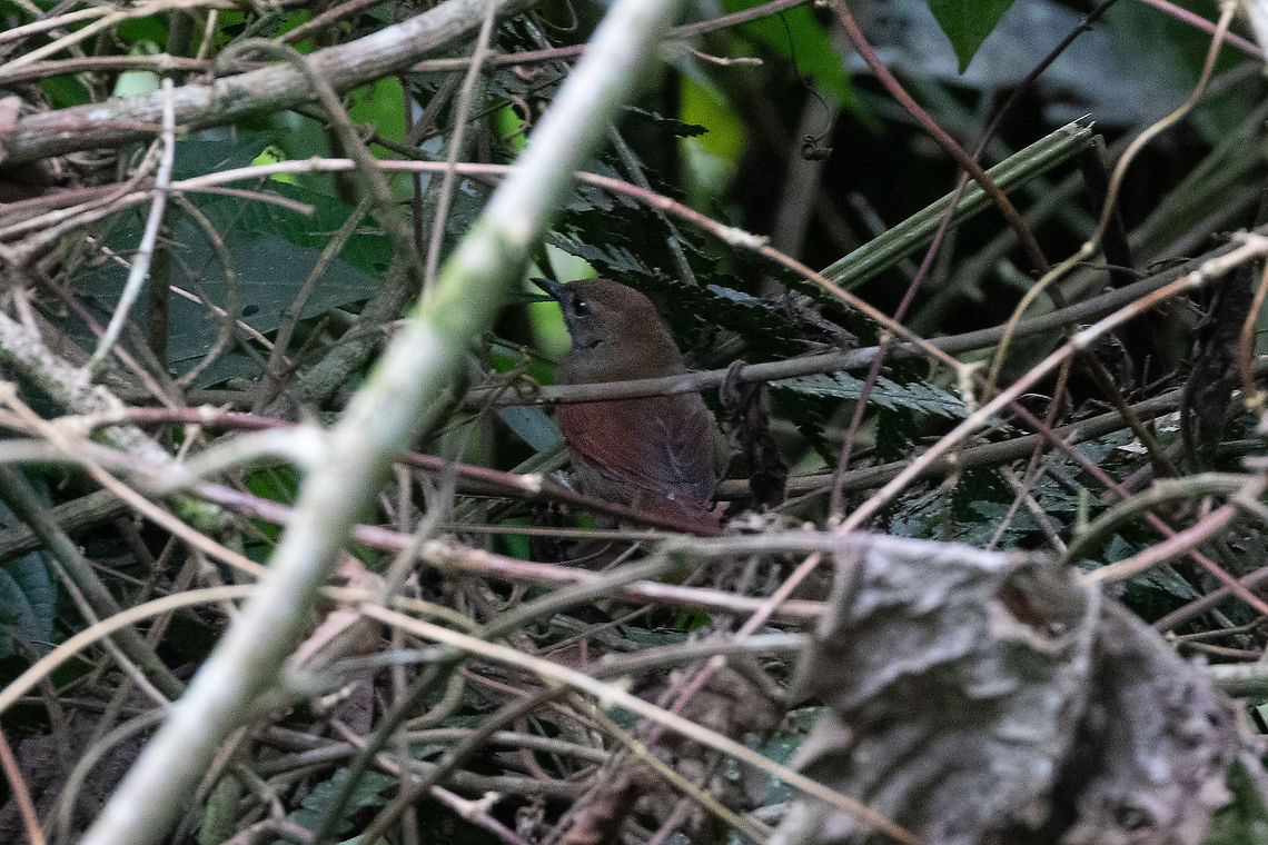 Cabanis's spinetail (Synallaxis cabanisi) Satipo Road, Jun&iacute;n, Peru. Nov 28, 2020 Cabaniss spinetail,Geotagged,Peru,Spring,Synallaxis cabanisi