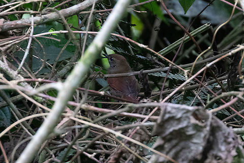 Cabanis's spinetail (Synallaxis cabanisi) Satipo Road, Junín, Peru. Nov 28, 2020 Cabaniss spinetail,Geotagged,Peru,Spring,Synallaxis cabanisi
