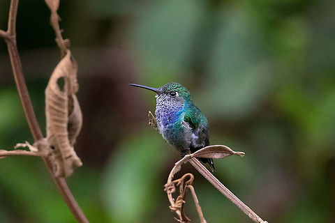 Sapphire-spangled emerald (Amazilia lactea) Satipo Road, Junín, Peru. Nov 28, 2020 Amazilia lactea,Geotagged,Peru,Sapphire-spangled emerald,Spring