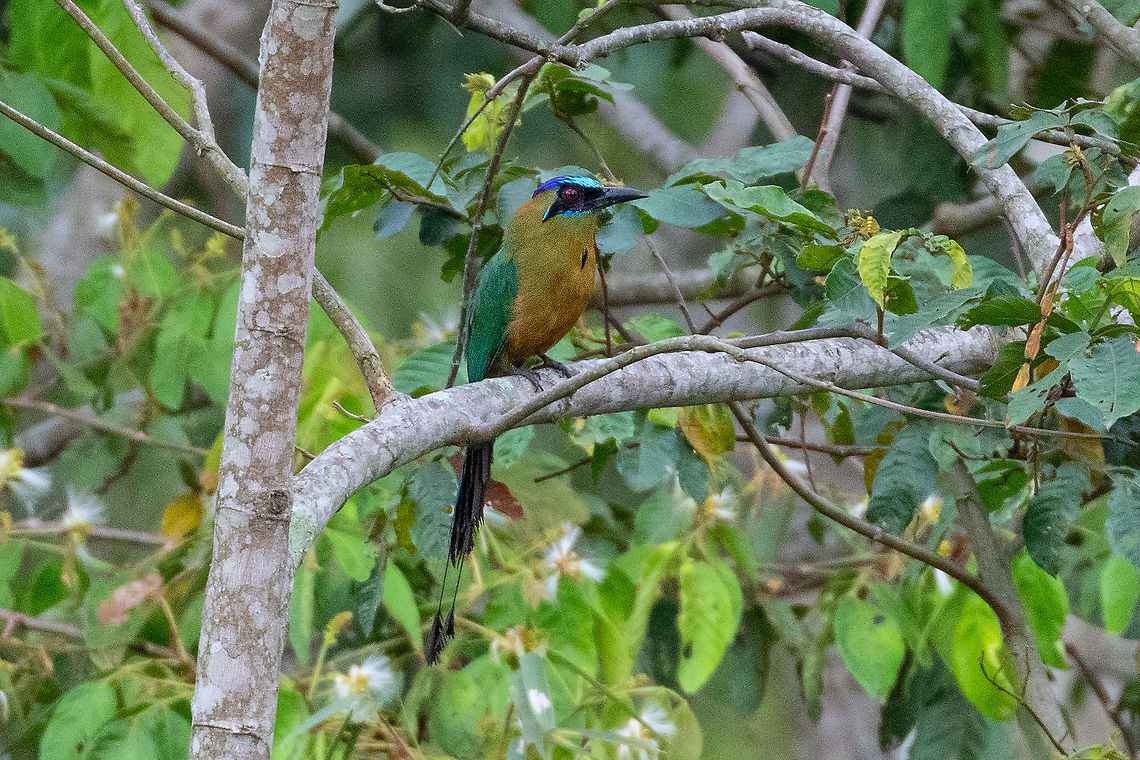 Amazonian motmot (Momotus momota) Satipo Road, Jun&iacute;n, Peru. Nov 28, 2020 Blue-crowned motmot,Geotagged,Momotus momota,Peru,Spring