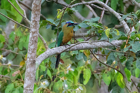 Amazonian motmot (Momotus momota) Satipo Road, Jun&iacute;n, Peru. Nov 28, 2020 Blue-crowned motmot,Geotagged,Momotus momota,Peru,Spring