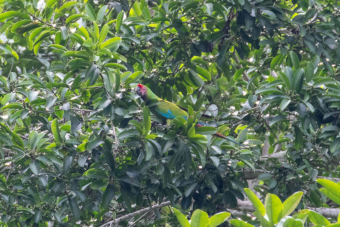 Military Macaw (Ara militaris) Carretera Pozuzo - Codo, Hu&aacute;nuco, Peru. Dec 20, 2020 Ara militaris,Geotagged,Military Macaw,Peru,Spring