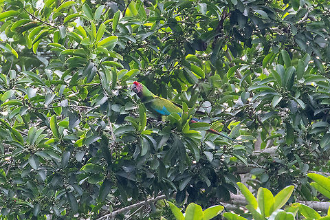 Military Macaw (Ara militaris) Carretera Pozuzo - Codo, Hu&aacute;nuco, Peru. Dec 20, 2020 Ara militaris,Geotagged,Military Macaw,Peru,Spring