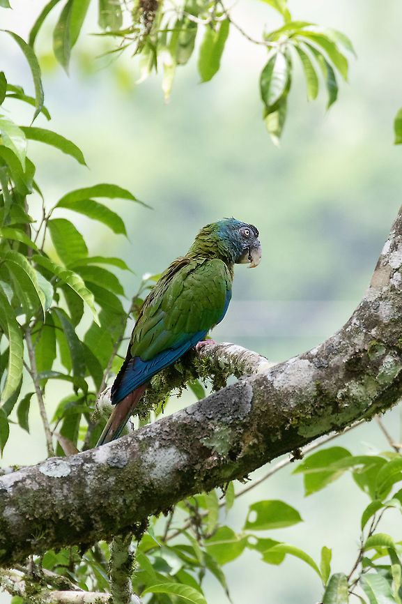 Blue-headed macaw (Primolius couloni) Carretera Codo - Pozuzo, Hu&aacute;nuco, Peru. Dec 20, 2020 Blue-headed macaw,Geotagged,Peru,Primolius couloni,Spring