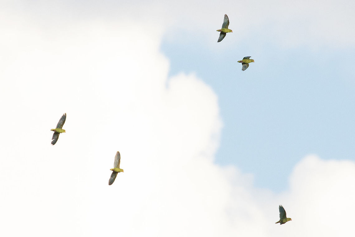 Cobalt-winged Parakeet (Brotogeris cyanoptera) Codo del Pozuzo, Hu&aacute;nuco, Peru. Dec 19, 2020 Brotogeris cyanoptera,Cobalt-winged Parakeet,Geotagged,Peru,Spring
