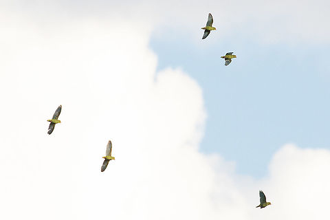 Cobalt-winged Parakeet (Brotogeris cyanoptera) Codo del Pozuzo, Hu&aacute;nuco, Peru. Dec 19, 2020 Brotogeris cyanoptera,Cobalt-winged Parakeet,Geotagged,Peru,Spring