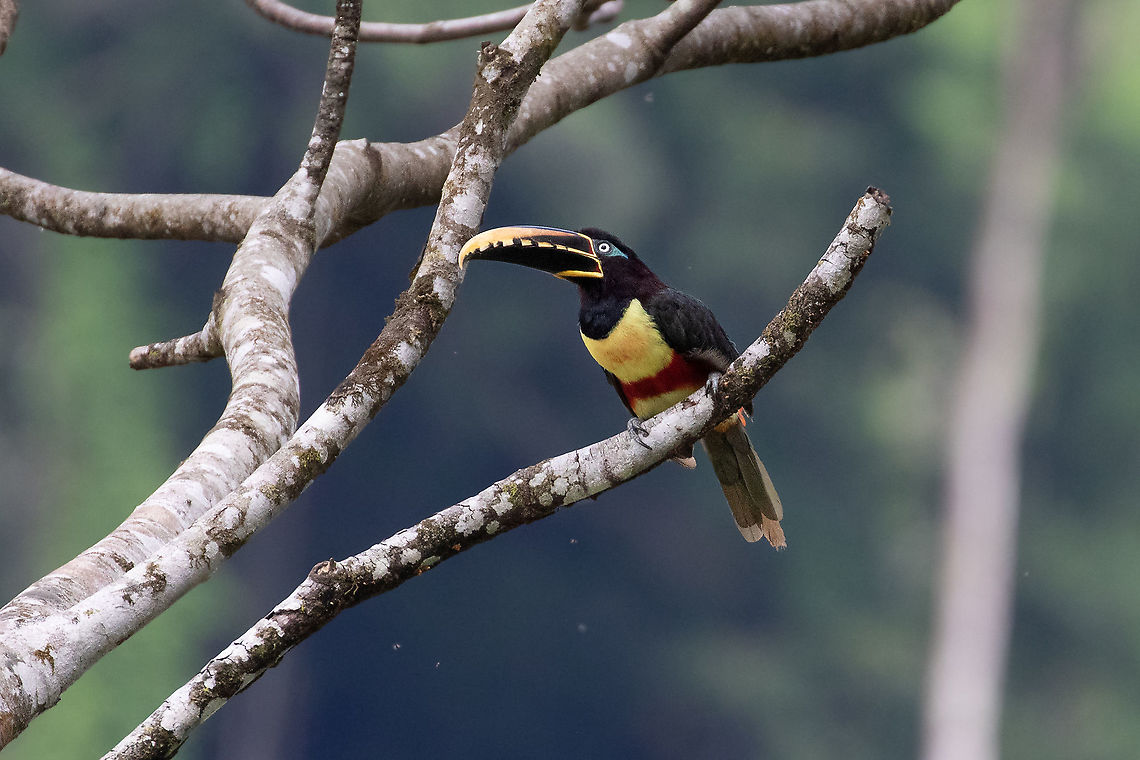 Chestnut-eared Aracari (Pteroglossus castanotis) Carretera Pozuzo - Codo, Hu&aacute;nuco, Peru. Dec 19, 2020  Chestnut-eared Aracari,Fall,Geotagged,Peru,Pteroglossus castanotis,Spring