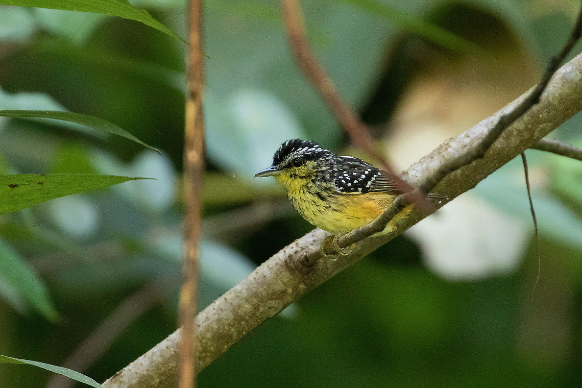 Yellow-breasted warbling antbird (Hypocnemis subflava) Carretera Pozuzo - Codo, Pasco, Peru. Dec 19, 2020 Geotagged,Hypocnemis subflava,Peru,Spring,Yellow-breasted warbling antbird