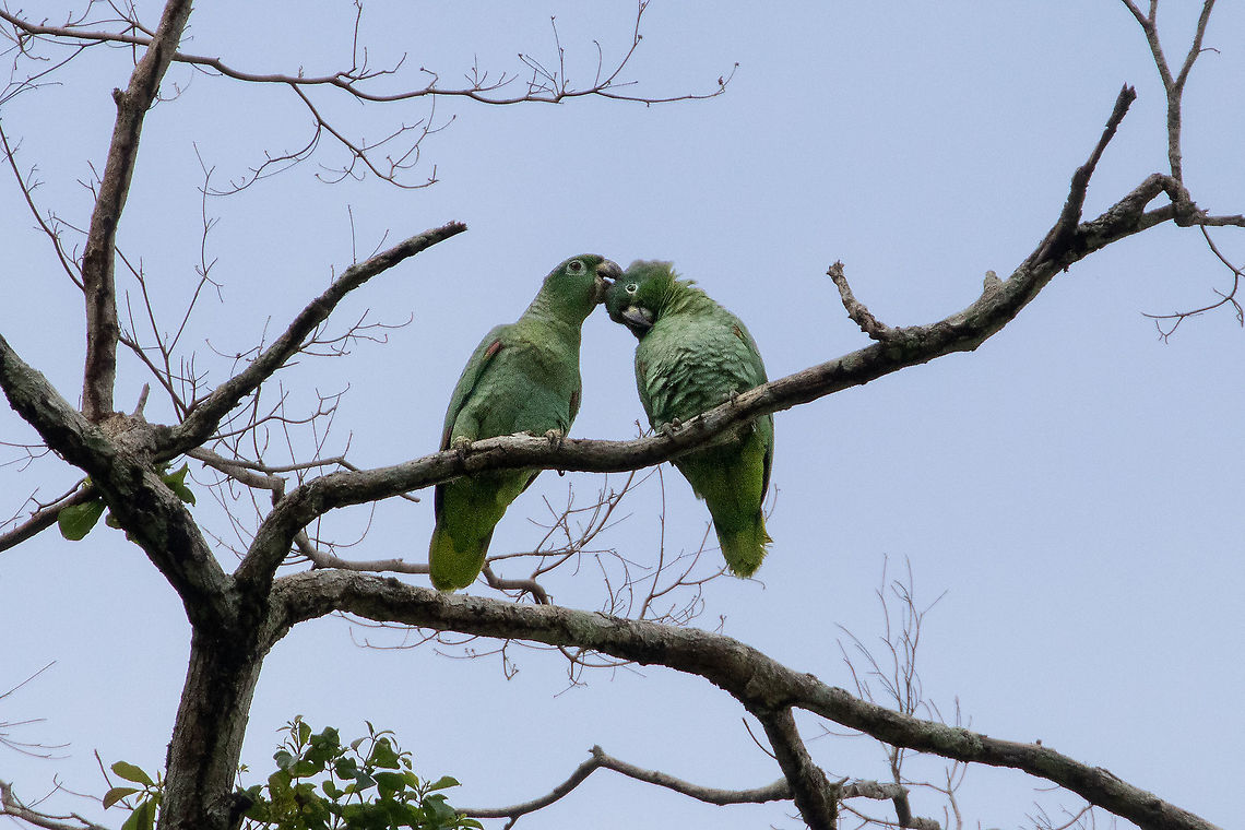 Mealy Parrot (Amazona farinosa) Carretera Pozuzo - Codo, Pasco, Peru. Dec 19, 2020 Amazona farinosa,Geotagged,Peru,Southern Mealy Amazon,Spring