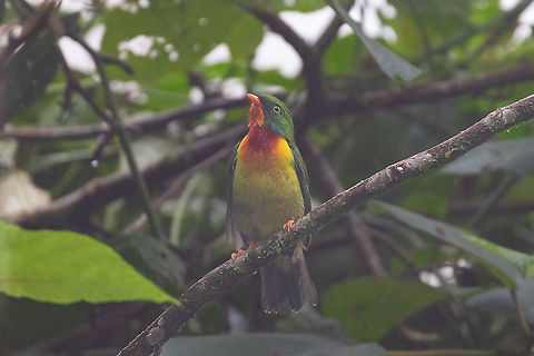 Scarlet-breasted fruiteater (Pipreola frontalis) Hacienda Armorique, Jun&iacute;n, Peru. Jan 1, 2020 Geotagged,Peru,Pipreola frontalis,Scarlet-breasted fruiteater,Summer