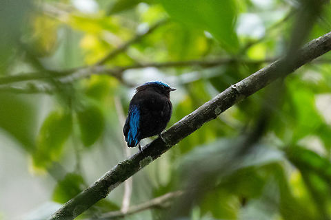 Cerulean-capped manakin (Lepidothrix coeruleocapilla) Hacienda Armorique, La Merced, Jun&iacute;n, Peru. Jan 1, 2021 Cerulean-capped manakin,Geotagged,Lepidothrix coeruleocapilla,Peru,Summer