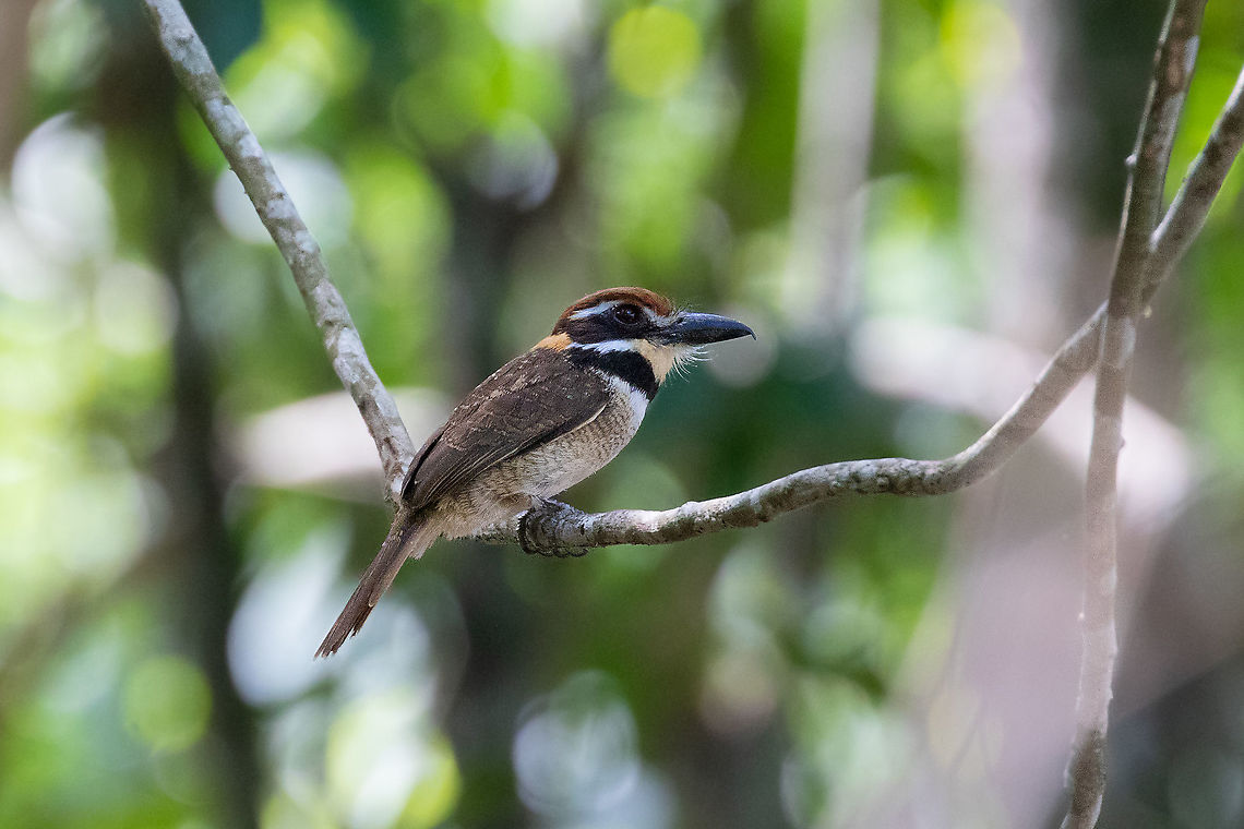 Chestnut-capped puffbird (Bucco macrodactylus) Laguna Ricuricocha, Tarapoto, San Mart&iacute;n, Peru. Jan 11, 2021 Bucco macrodactylus,Chestnut-capped puffbird,Geotagged,Peru,Summer